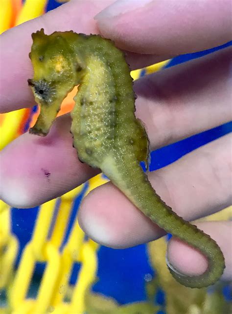 Seahorse savvy - Please acclimate your sea horses slowly, but do not take more than 45 minutes to complete the procedure. Open your box away from any bright lights. Check temperature upon arrival and turn off aquarium lights. The best way to acclimate is to: Float the bag in your tank for about 10 minutes to equalize temperatures. 